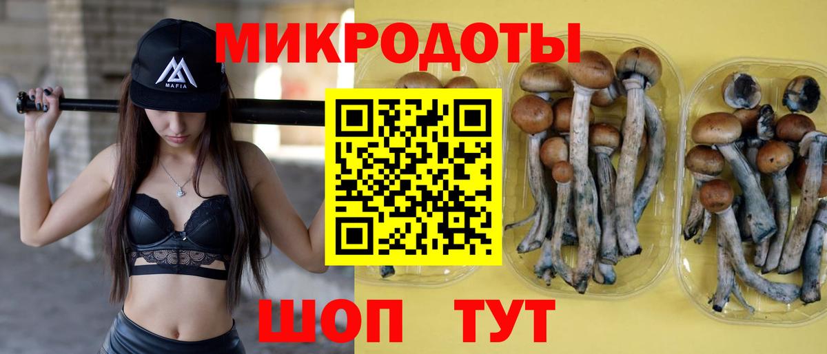 Галлюциногенные грибы Psilocybe Пушкино